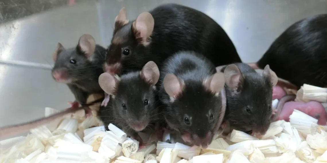 Could Mouse Sperm Orbiting Earth Pave the Way for Humanity’s Future?