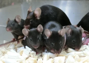 Could Mouse Sperm Orbiting Earth Pave the Way for Humanity’s Future?