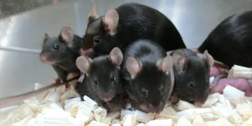 Could Mouse Sperm Orbiting Earth Pave the Way for Humanity’s Future?
